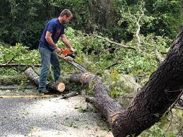 Best Tree and Shrub Care  in USA